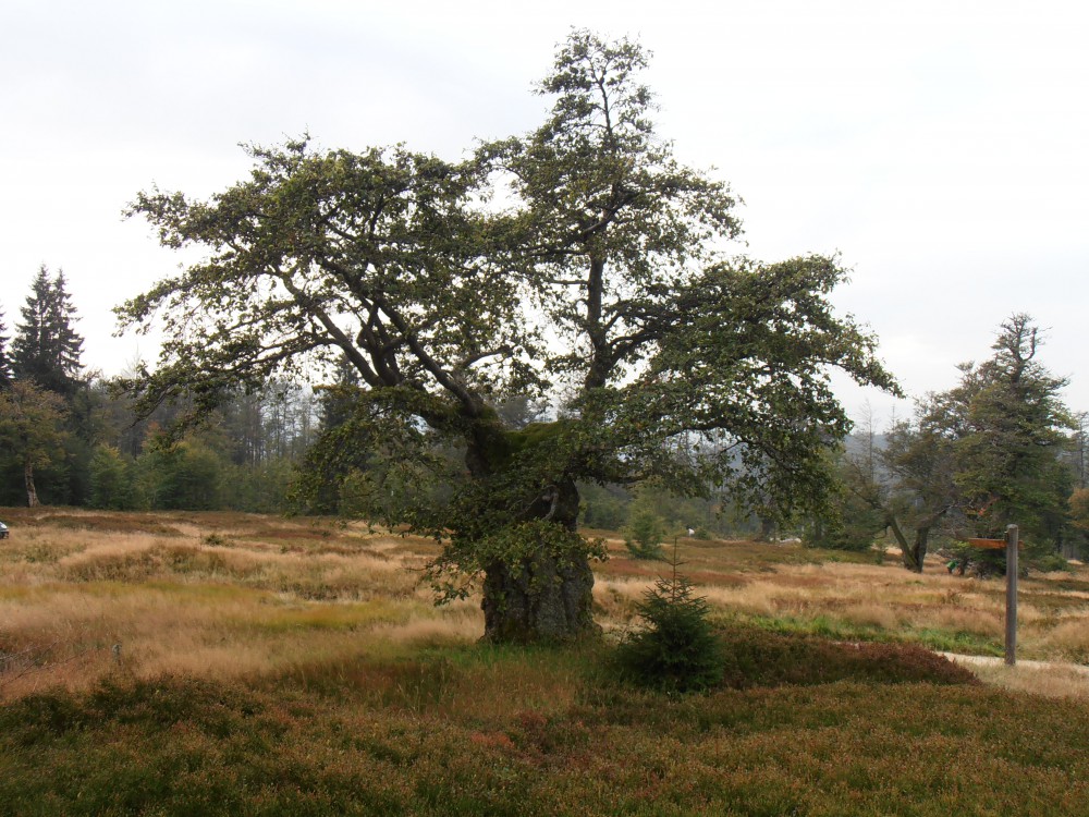 Schachtenbaum